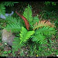 Helecho Costilla De Vaca Planta Ornamental - Miniatura 3