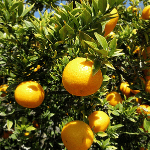 Chinotto / Naranjo Moruno / Árbol Exótico Frutal Con Frutos