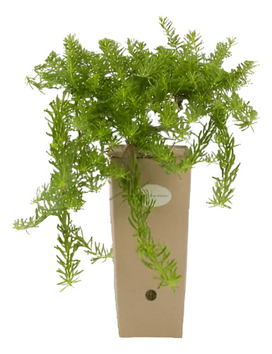 Mioporo Parvifolium Mioporo Rastrero Cubresuelo Planta Flor 1