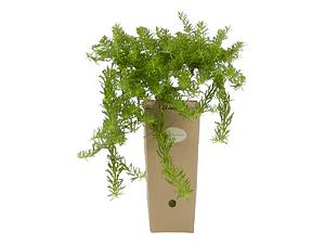 Mioporo Parvifolium Mioporo Rastrero Cubresuelo Planta Flor