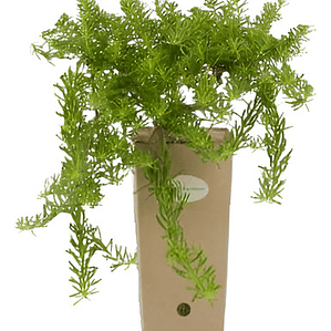 Mioporo Parvifolium Mioporo Rastrero Cubresuelo Planta Flor