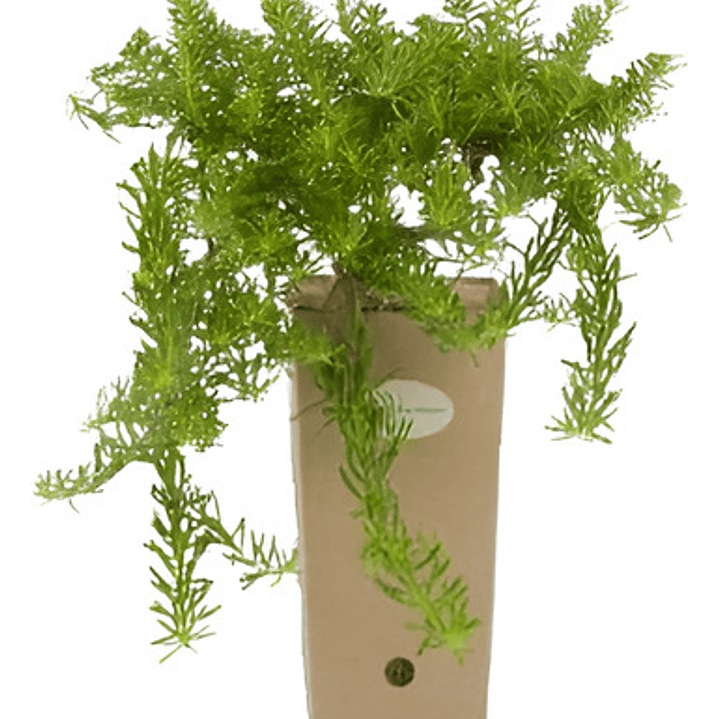 Mioporo Parvifolium Mioporo Rastrero Cubresuelo Planta Flor 1