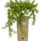 Mioporo Parvifolium Mioporo Rastrero Cubresuelo Planta Flor - Miniatura 1