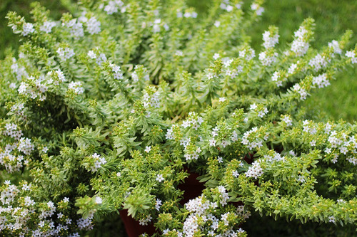 Mioporo Parvifolium Mioporo Rastrero Cubresuelo Planta Flor 2