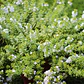 Mioporo Parvifolium Mioporo Rastrero Cubresuelo Planta Flor - Miniatura 2