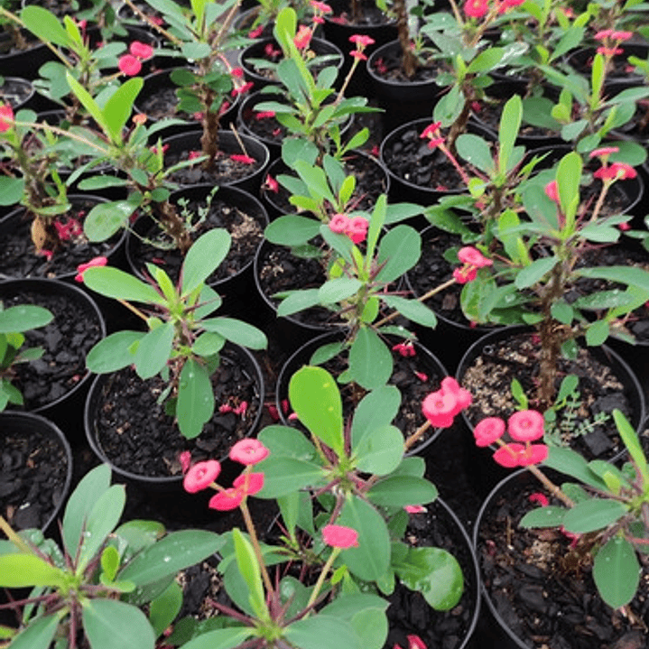 Corona De Cristo Pequeña En Macetero Arbusto Ornamental 3