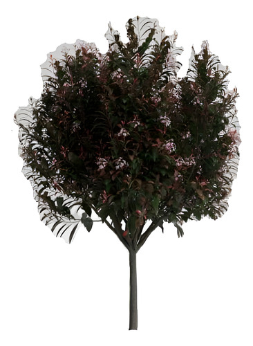Photinia / Fotinia Arbusto Planta Ornamental 1