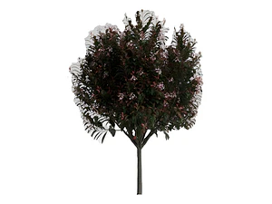 Photinia / Fotinia Arbusto Planta Ornamental