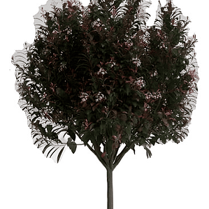 Photinia / Fotinia Arbusto Planta Ornamental