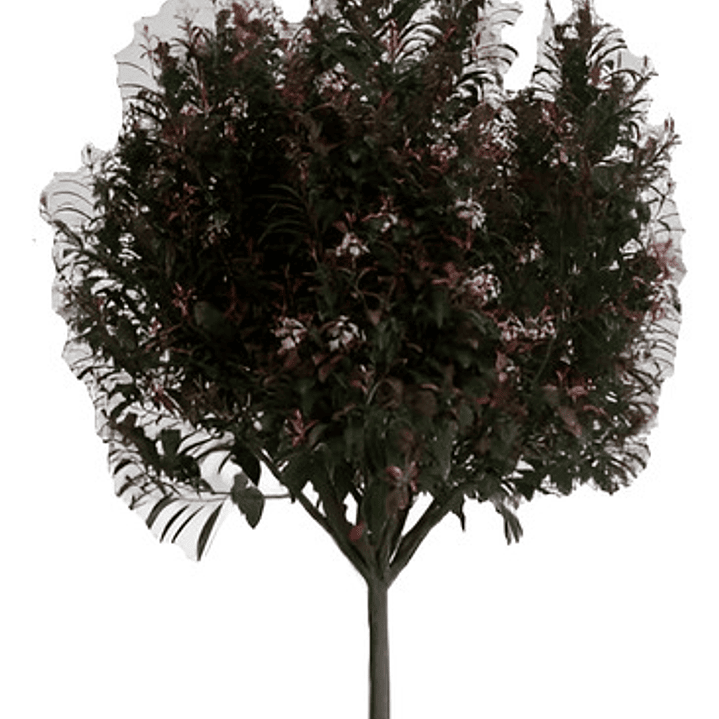 Photinia / Fotinia Arbusto Planta Ornamental 1