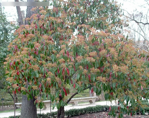 Photinia / Fotinia Arbusto Planta Ornamental 2