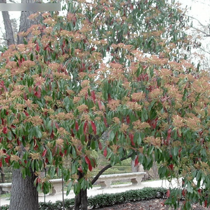 Photinia / Fotinia Arbusto Planta Ornamental 2