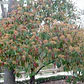 Photinia / Fotinia Arbusto Planta Ornamental - Miniatura 2