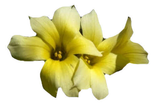 Huilmo Sisyrinchium Stratum Planta Nativa Flor 1