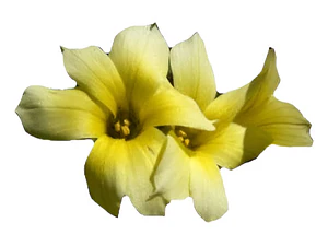 Huilmo Sisyrinchium Stratum Planta Nativa Flor