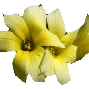 Huilmo Sisyrinchium Stratum Planta Nativa Flor