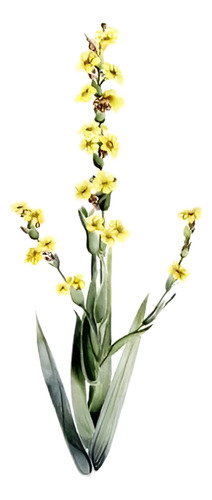 Huilmo Sisyrinchium Stratum Planta Nativa Flor 2