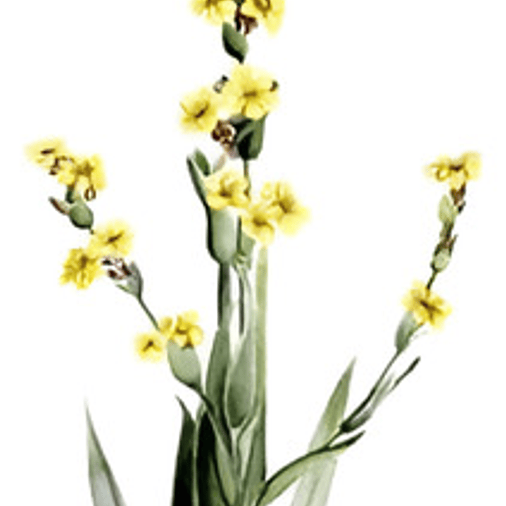 Huilmo Sisyrinchium Stratum Planta Nativa Flor 2