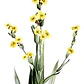 Huilmo Sisyrinchium Stratum Planta Nativa Flor - Miniatura 2
