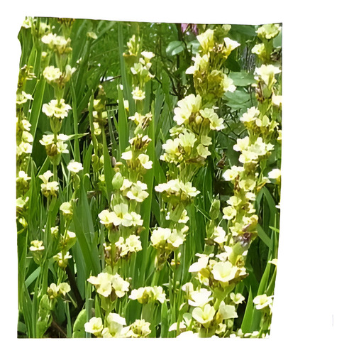 Huilmo Sisyrinchium Stratum Planta Nativa Flor 3