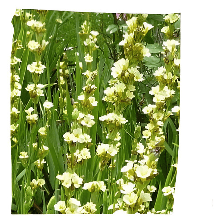 Huilmo Sisyrinchium Stratum Planta Nativa Flor 3