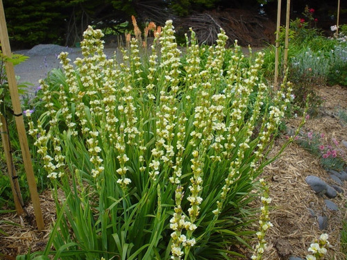 Huilmo Sisyrinchium Stratum Planta Nativa Flor 4