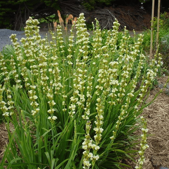 Huilmo Sisyrinchium Stratum Planta Nativa Flor 4