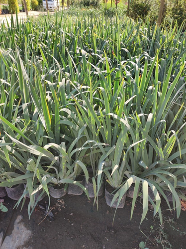 Huilmo Sisyrinchium Stratum Planta Nativa Flor 5