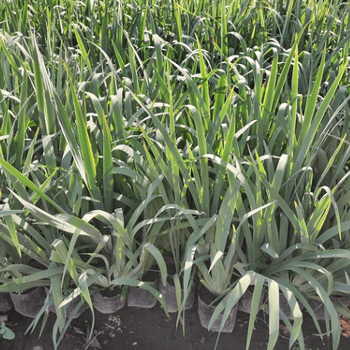 Huilmo Sisyrinchium Stratum Planta Nativa Flor 5