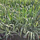 Huilmo Sisyrinchium Stratum Planta Nativa Flor - Miniatura 5