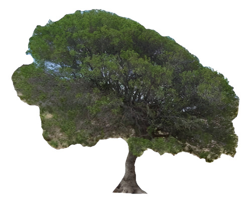 Litre Lithraea Cáustica Árbol Nativo Ornamental 1