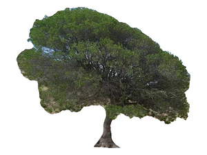 Litre Lithraea Cáustica Árbol Nativo Ornamental