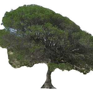 Litre Lithraea Cáustica Árbol Nativo Ornamental