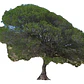 Litre Lithraea Cáustica Árbol Nativo Ornamental - Miniatura 1