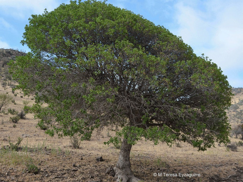 Litre Lithraea Cáustica Árbol Nativo Ornamental 2