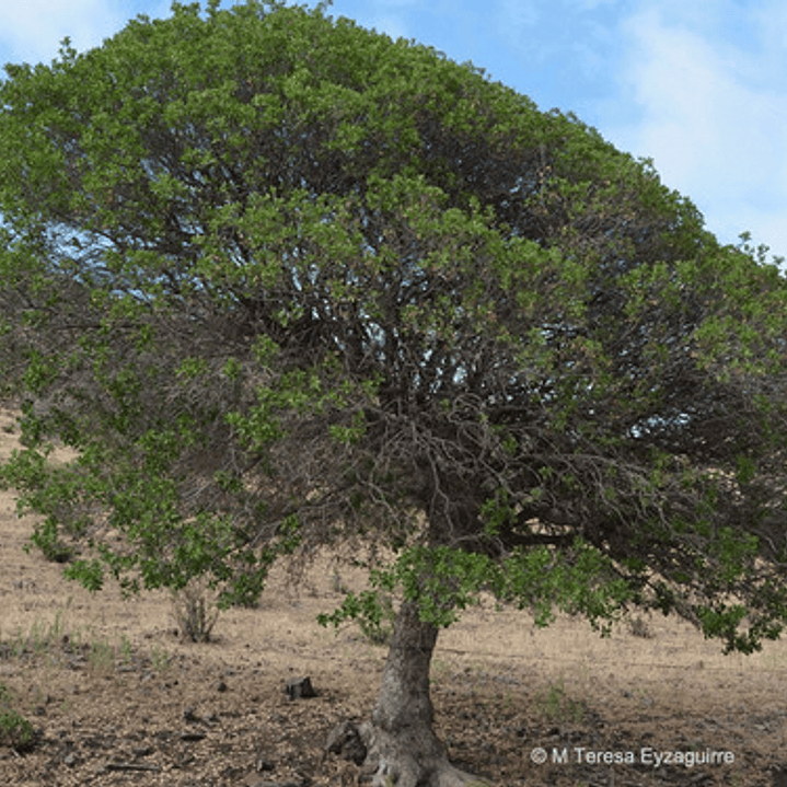 Litre Lithraea Cáustica Árbol Nativo Ornamental 2