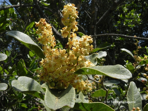 Litre Lithraea Cáustica Árbol Nativo Ornamental 3
