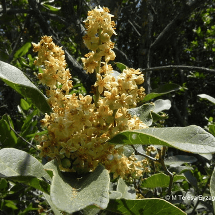 Litre Lithraea Cáustica Árbol Nativo Ornamental 3