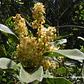 Litre Lithraea Cáustica Árbol Nativo Ornamental - Miniatura 3
