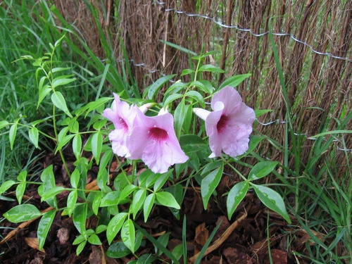 Bignonia Copa De Vino Trepadora Ornamental 1