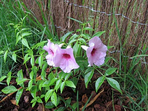 Bignonia Copa De Vino Trepadora Ornamental