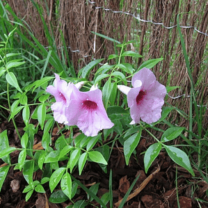 Bignonia Copa De Vino Trepadora Ornamental