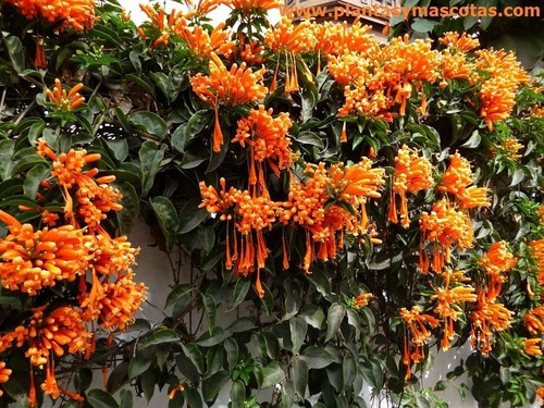 Bignonia Capensis Naranja / Tecomaría / Trepadora Ornamental 1