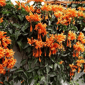 Bignonia Capensis Naranja / Tecomaría / Trepadora Ornamental