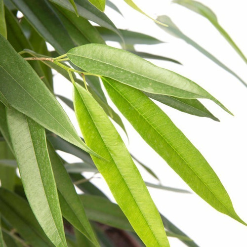 Ficus Alli Planta Interior  1