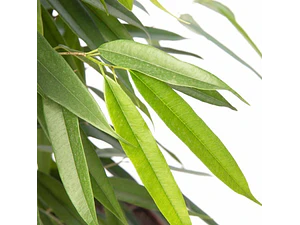 Ficus Alli Planta Interior 