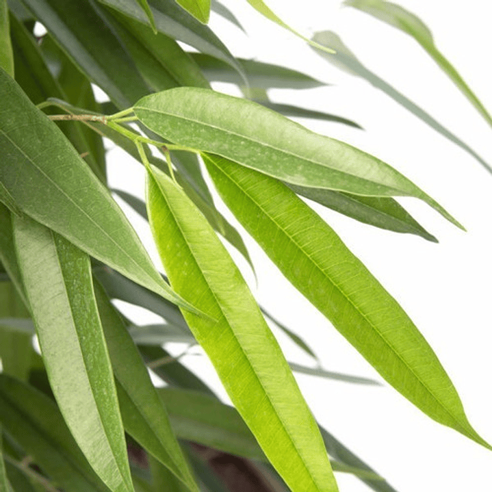 Ficus Alli Planta Interior  1