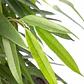 Ficus Alli Planta Interior  - Miniatura 1