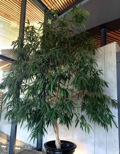 Ficus Alli Planta Interior  2