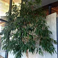 Ficus Alli Planta Interior  - Miniatura 2
